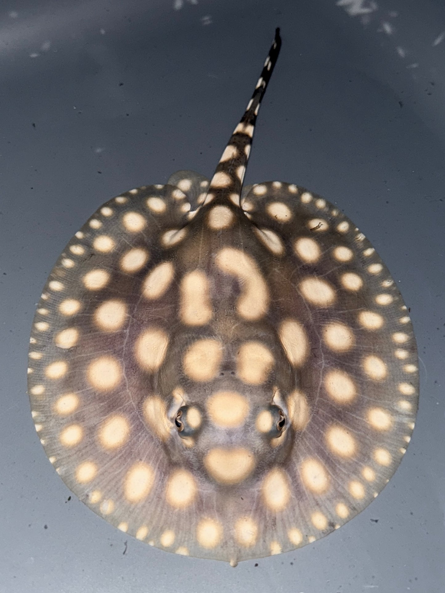 Superwhite (75%) x Blackdiamond (25%) Male 15cm