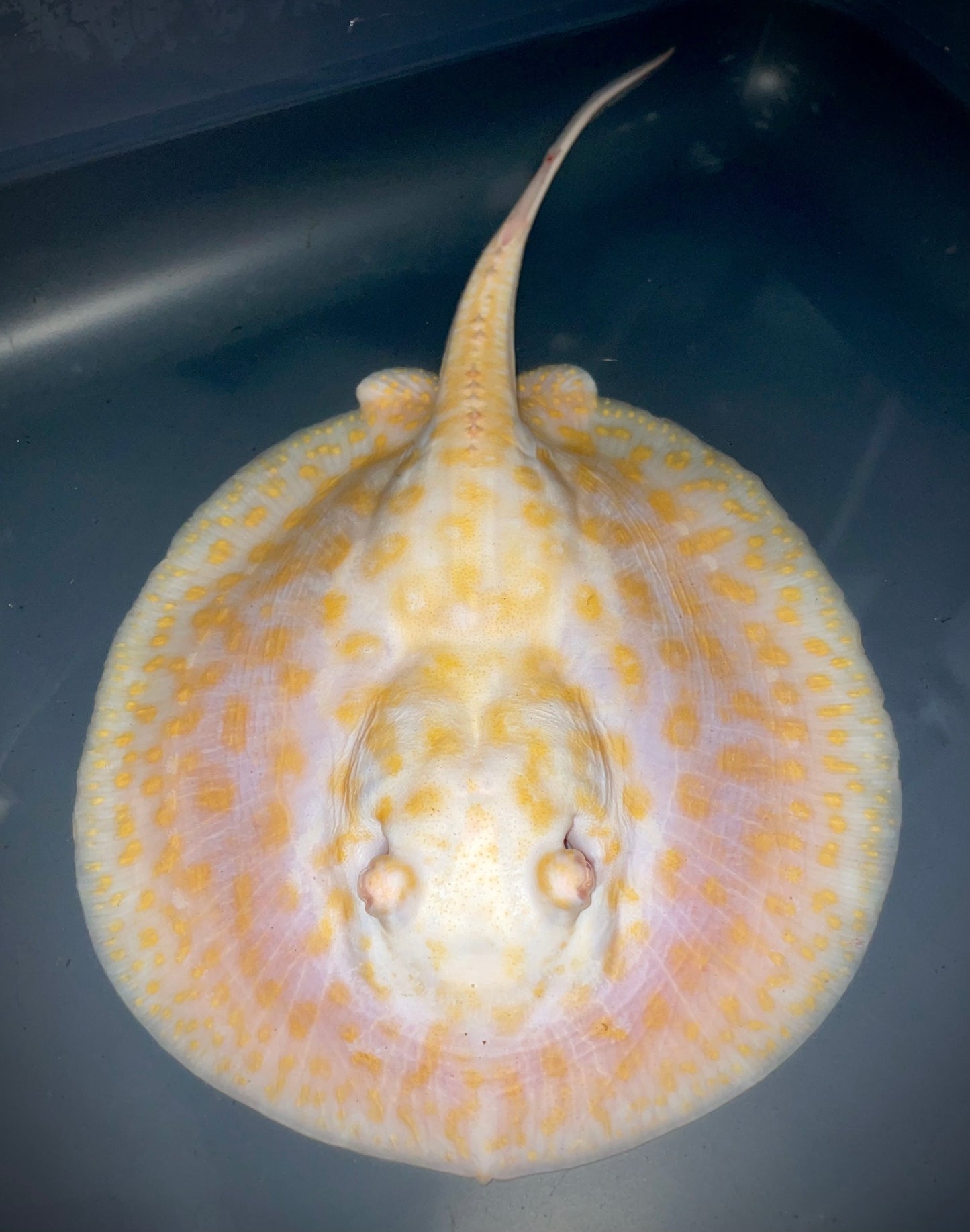 Albino Goldenbase Panda Female 20cm