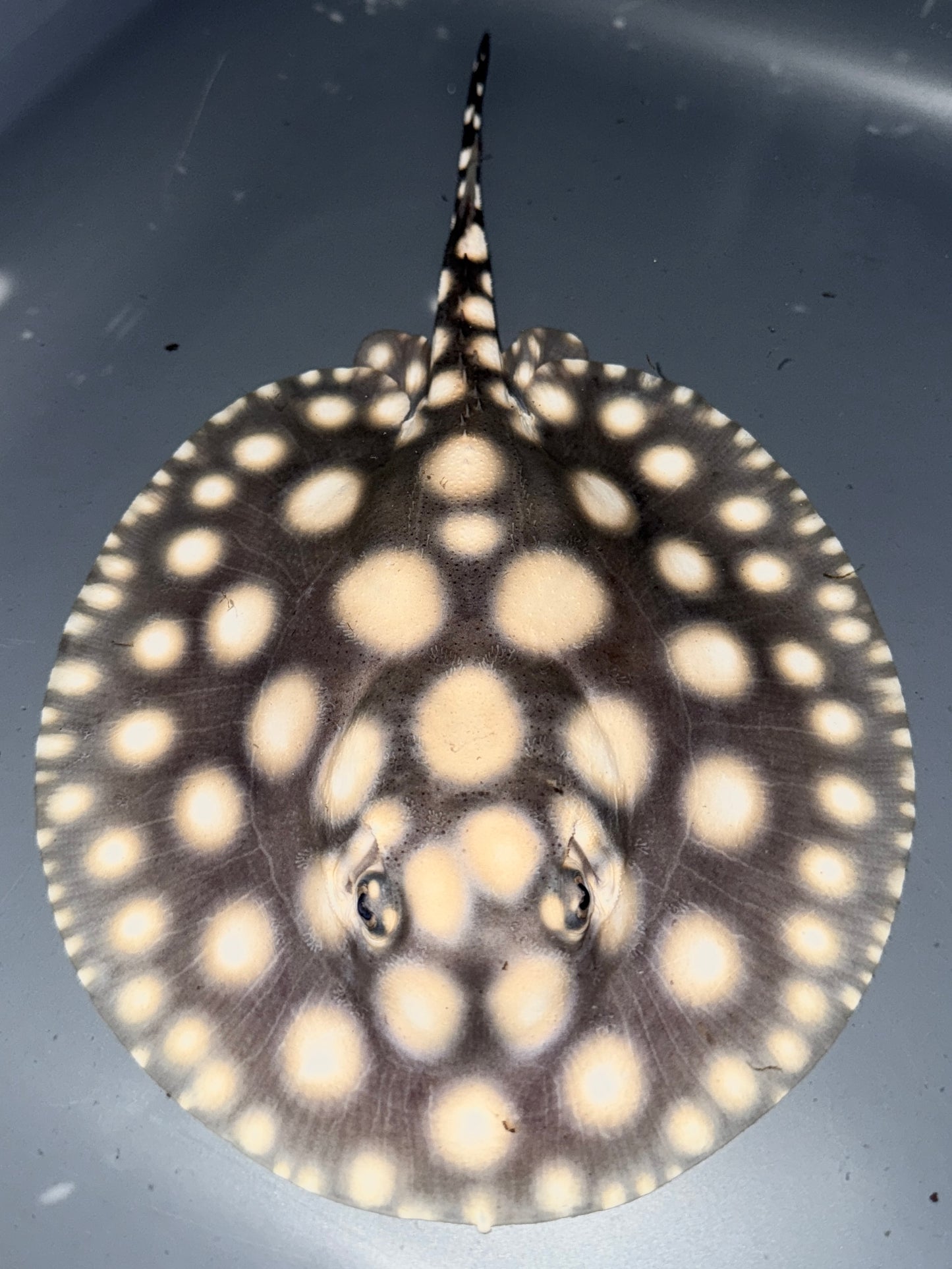 Superwhite (75%) x Blackdiamond (25%) Female 15cm