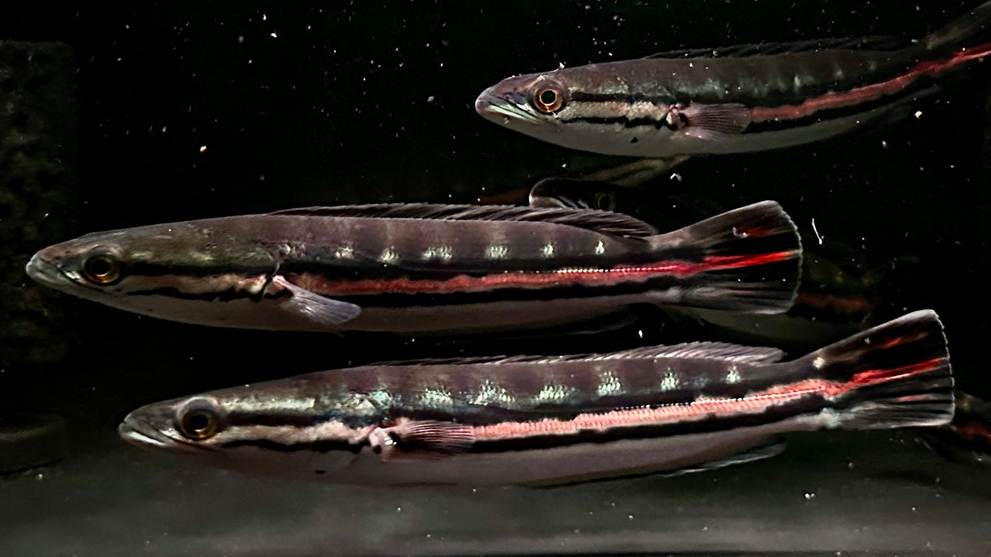 Channa Micropeltes 25cm