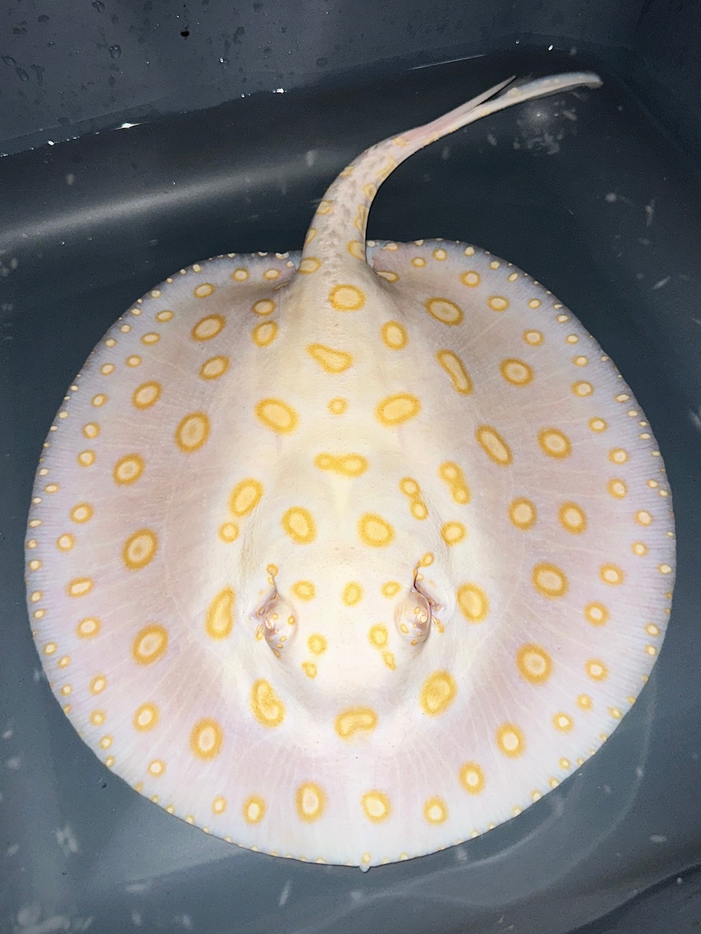 White Diamond Female 26cm