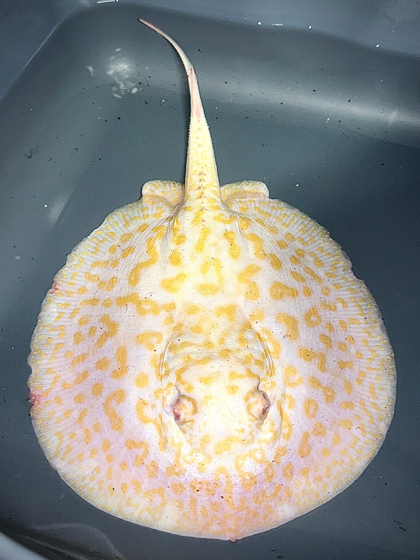 Albino Goldenbase Panda Male 20cm