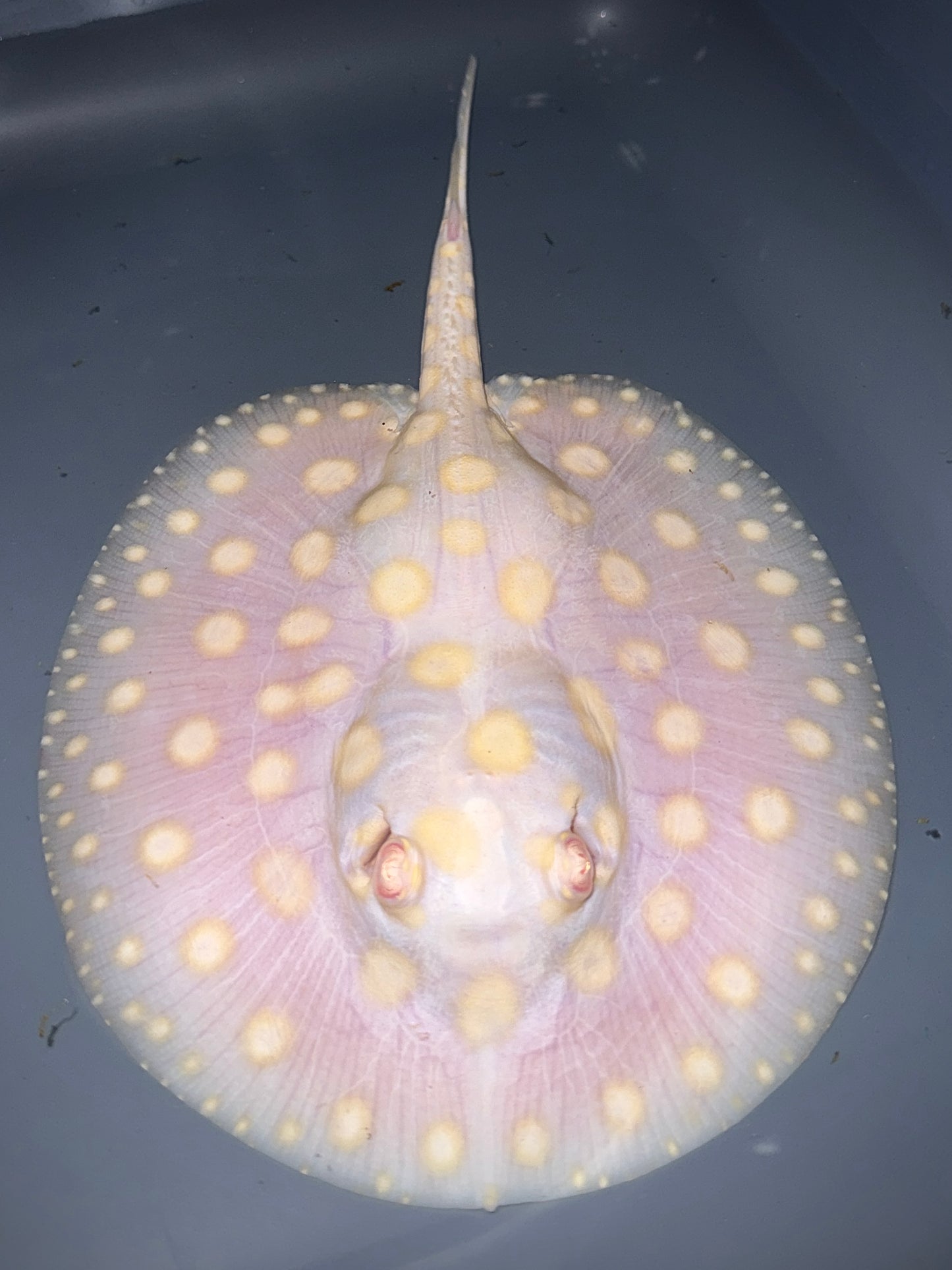 White Diamond Male 16cm (really nice spot color)