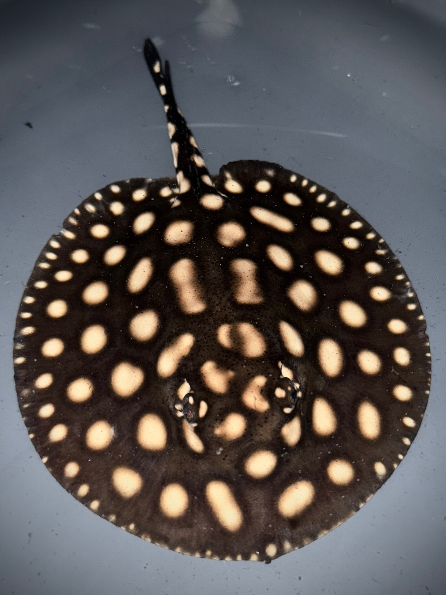BD Hybrid female 16cm