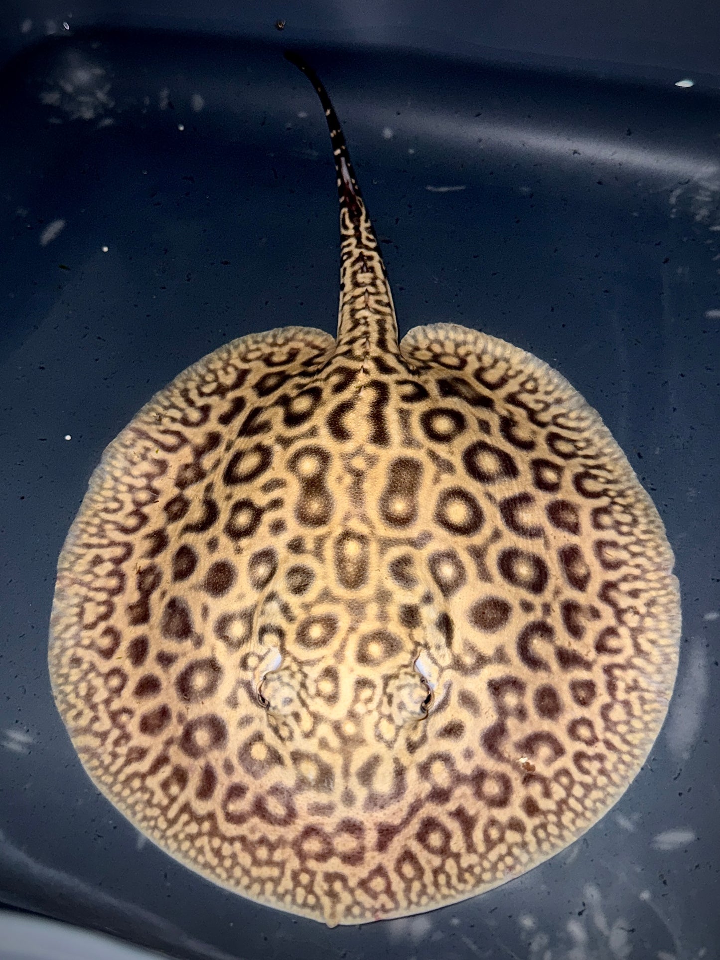 BLOND PEARL MALE 18CM - POTAMOTRYGON JABUTI (very light base)