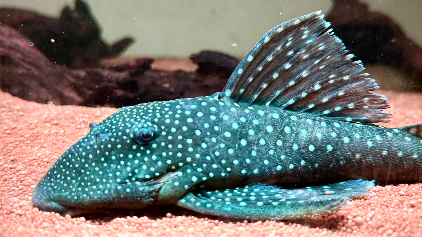 L128 - BLUE PHANTOM PLECO 20CM - HEMIANCISTRUS SP. (rare so big)