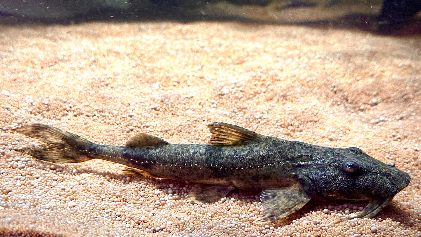 Devil Catfish, Goonch 17cm (Bagarius Yarelli)