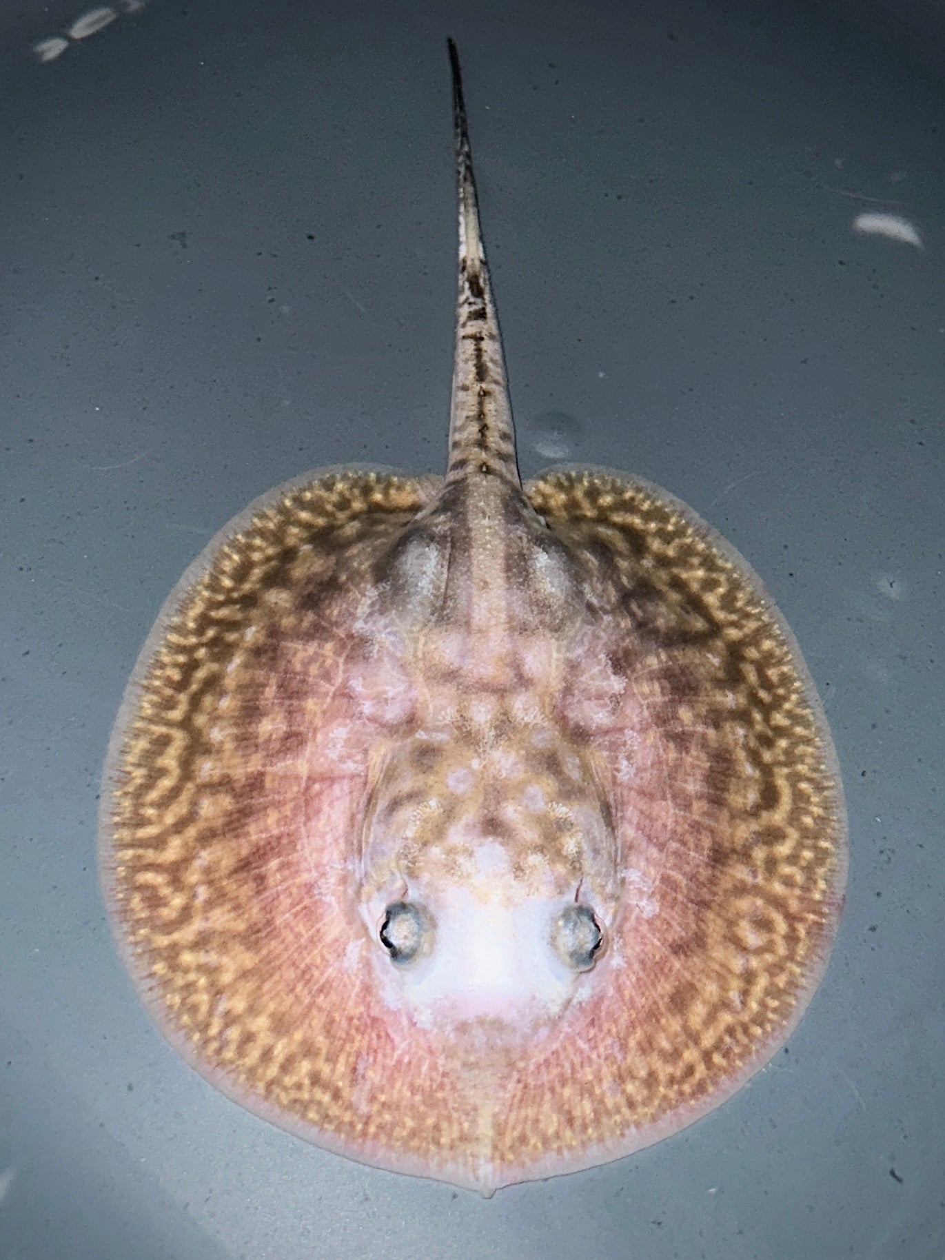 Panda Pearl Female 11cm