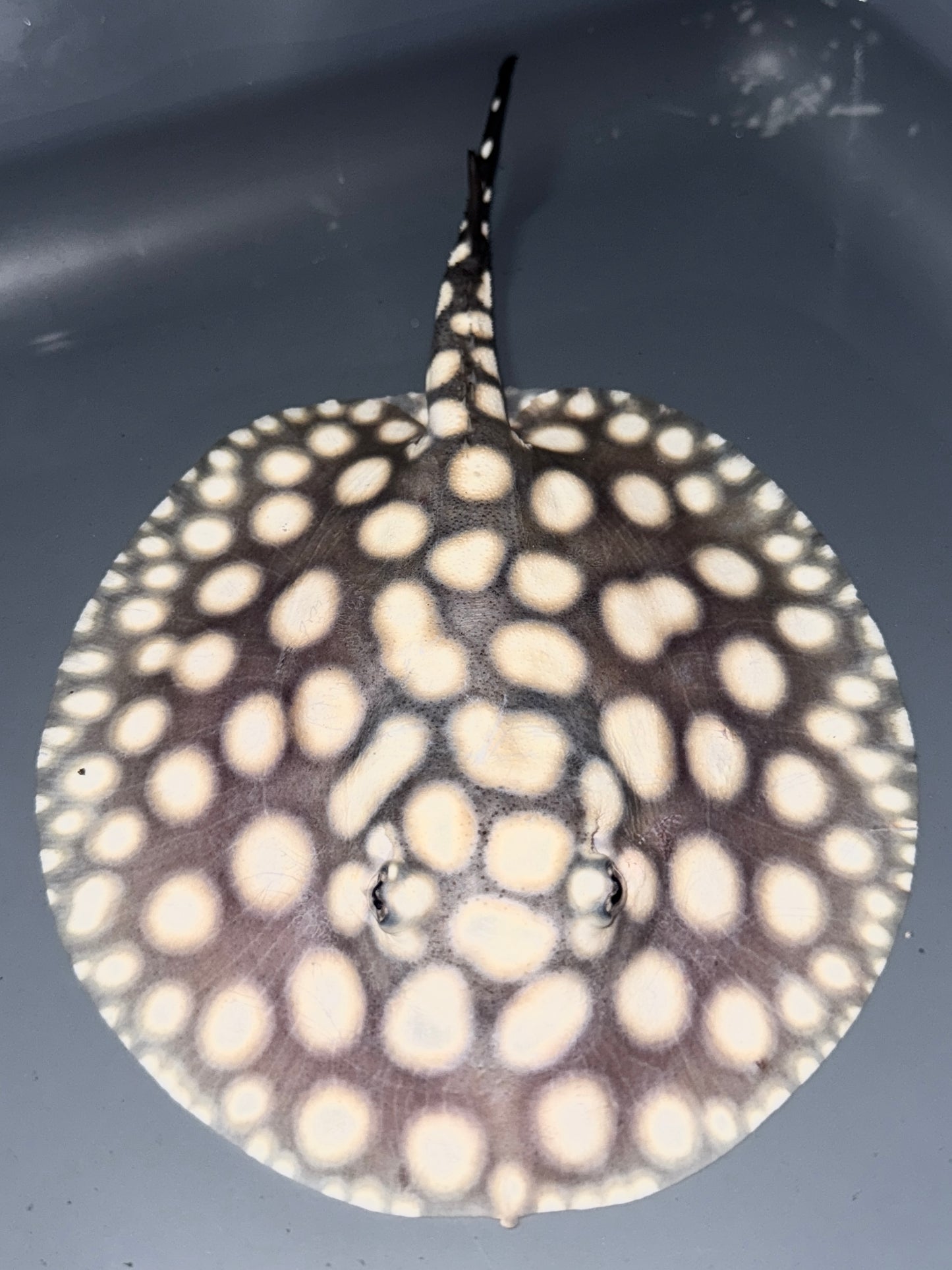 BD Hybrid female 15cm