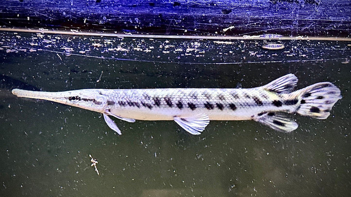 FLORIDA GAR 25CM - LEPISOSTEUS PLATYRHINCUS