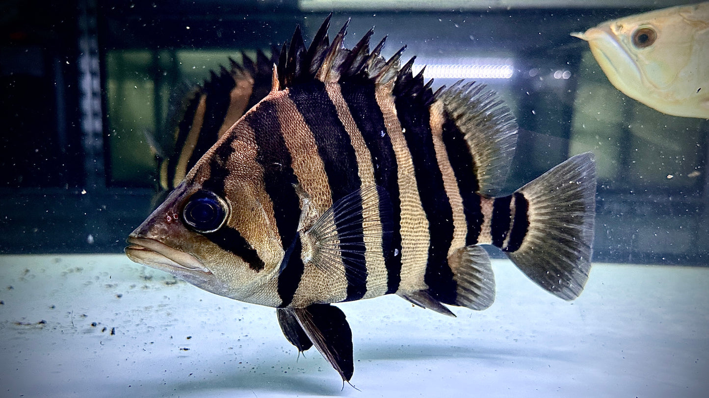 Sumatra Tiger 24cm, highbody, perfect bar