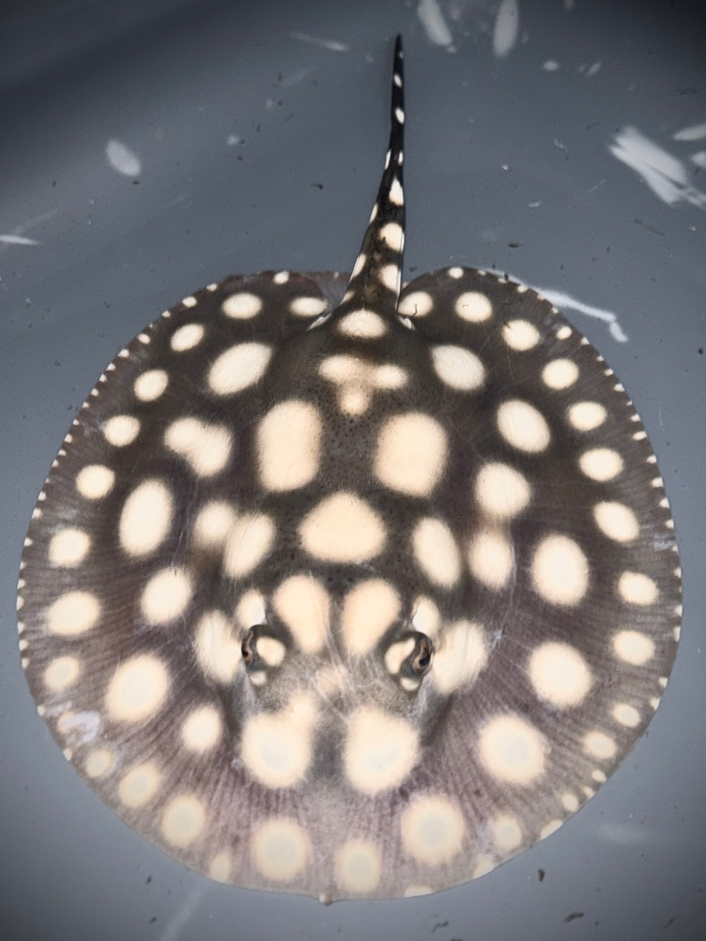 SUPERWHITE BD FEMALE 13CM - POTAMOTRYGON SP.