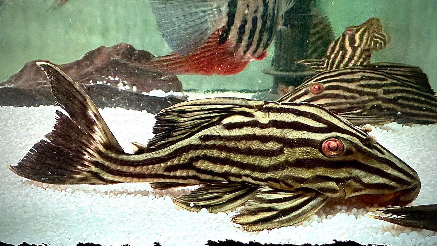 L27 Panaque Ambrusteri 17cm Xingu River