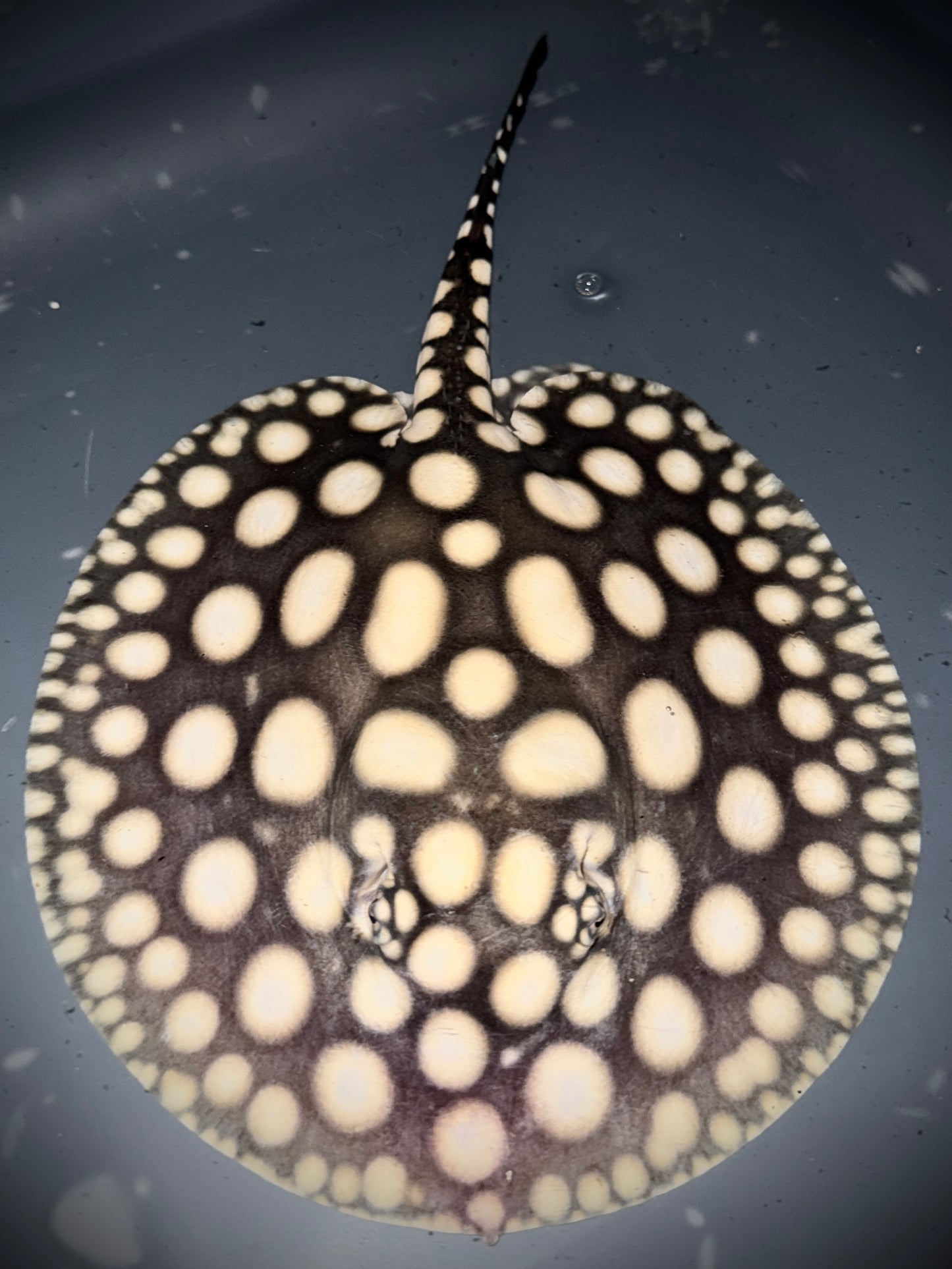 SUPERWHITE BD MALE 17CM - POTAMOTRYGON SP.
