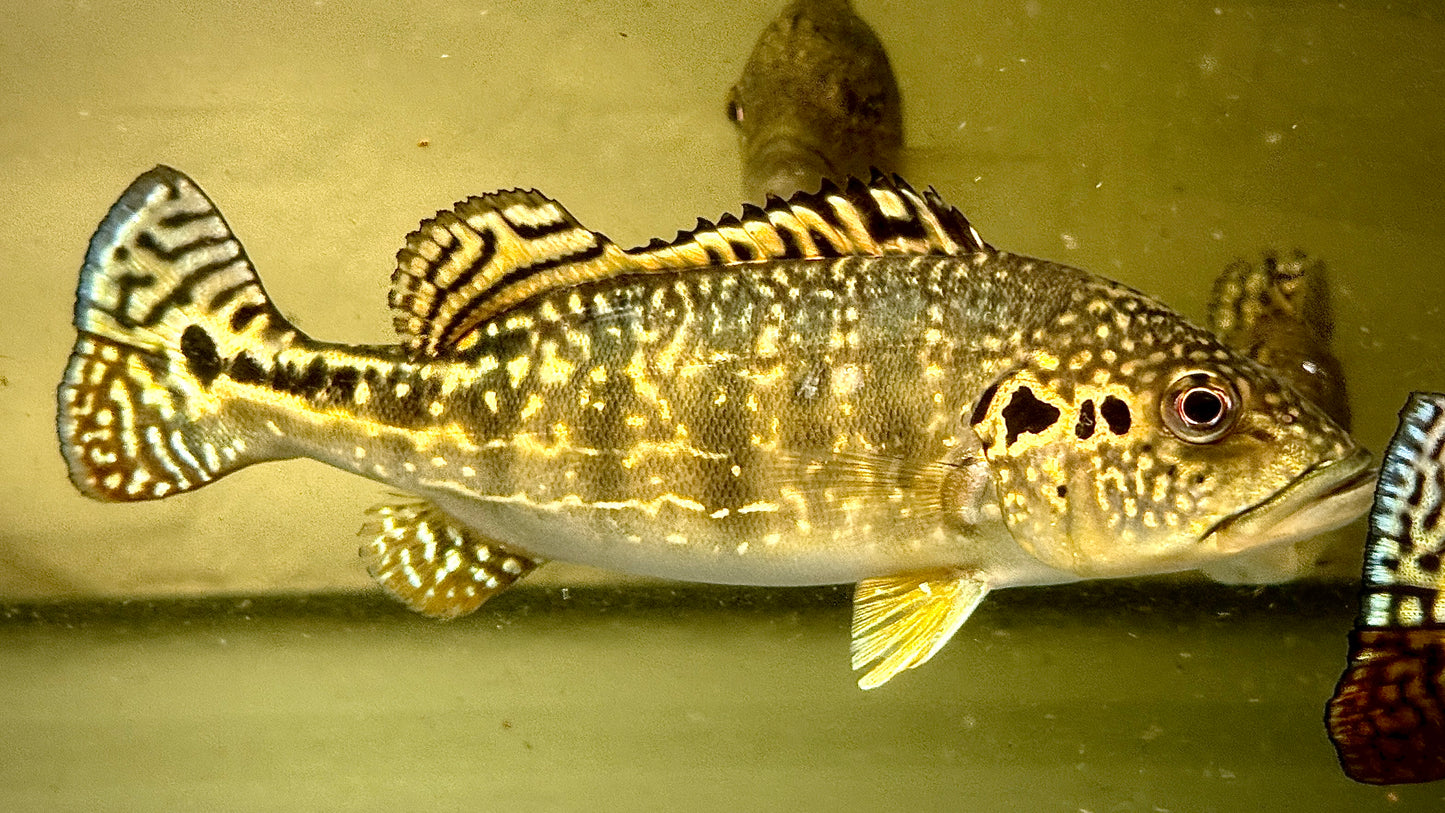 Cichla Royal Silk 22-25cm