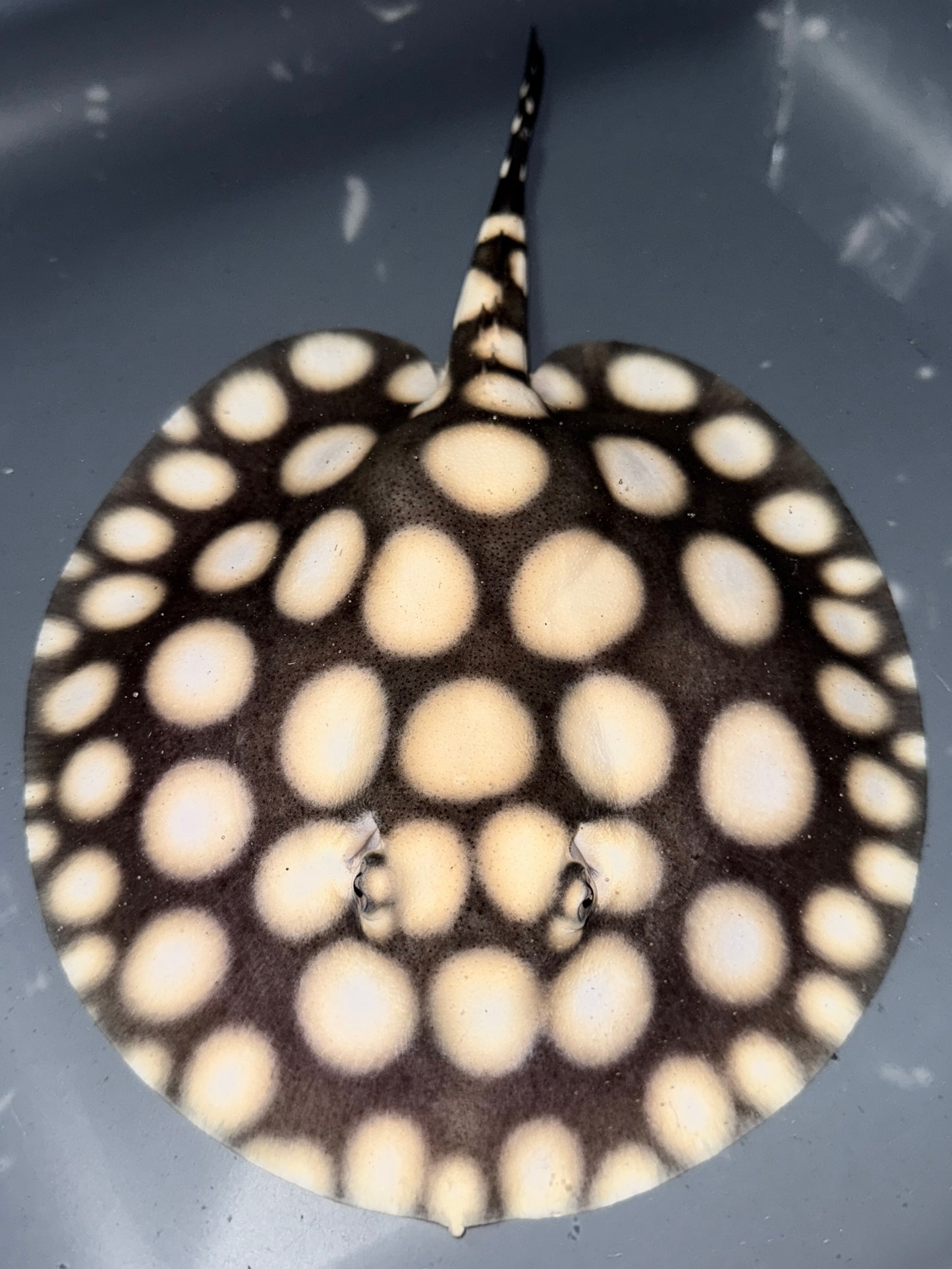 Superwhite (75%) x Blackdiamond (25%) Male 18cm