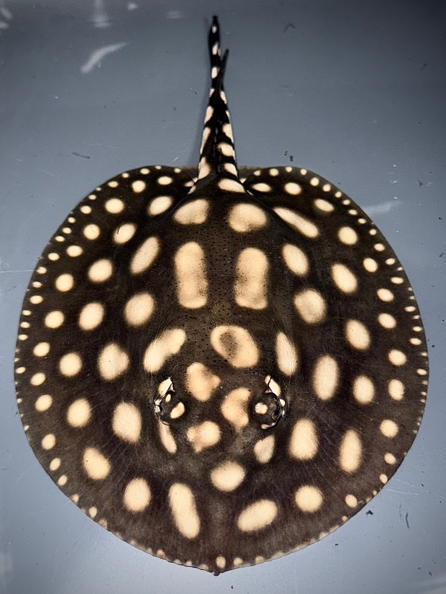 Superwhite x Blackdiamondhenlei Female 15cm