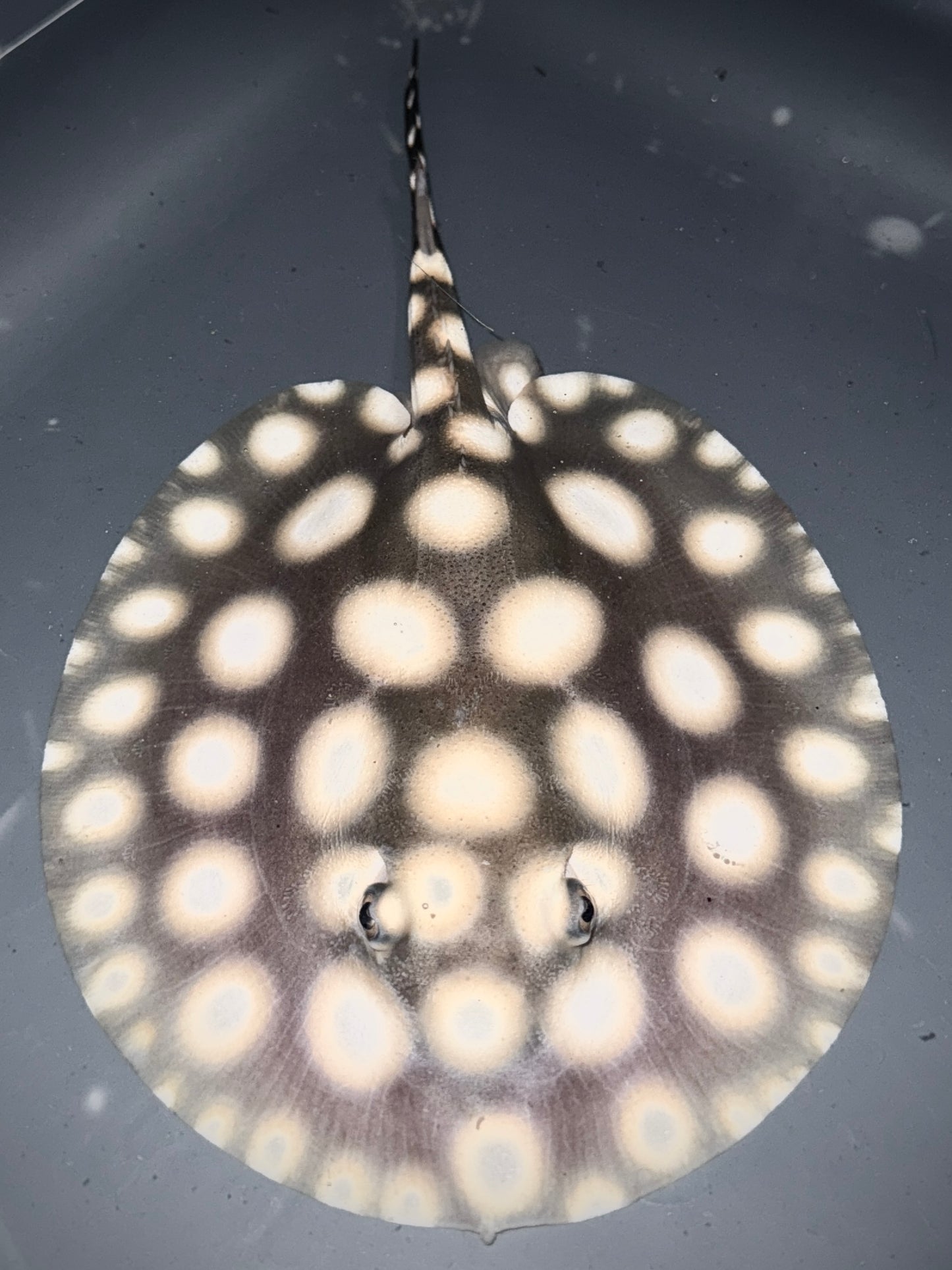 Superwhite (75%) x Blackdiamond (25%) Male 15cm