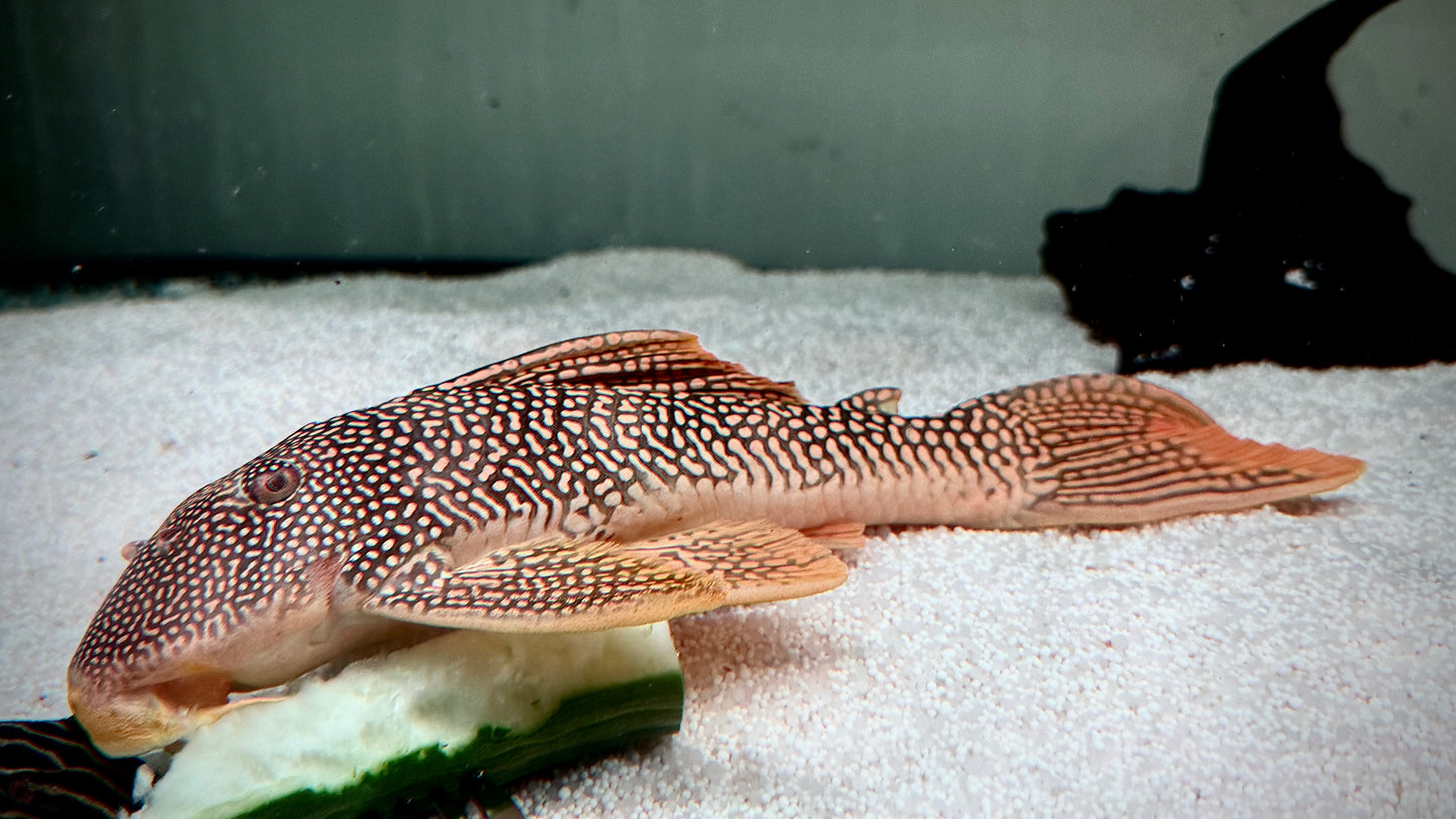L14 Sunshine Pleco 25-27cm (selected super quality)