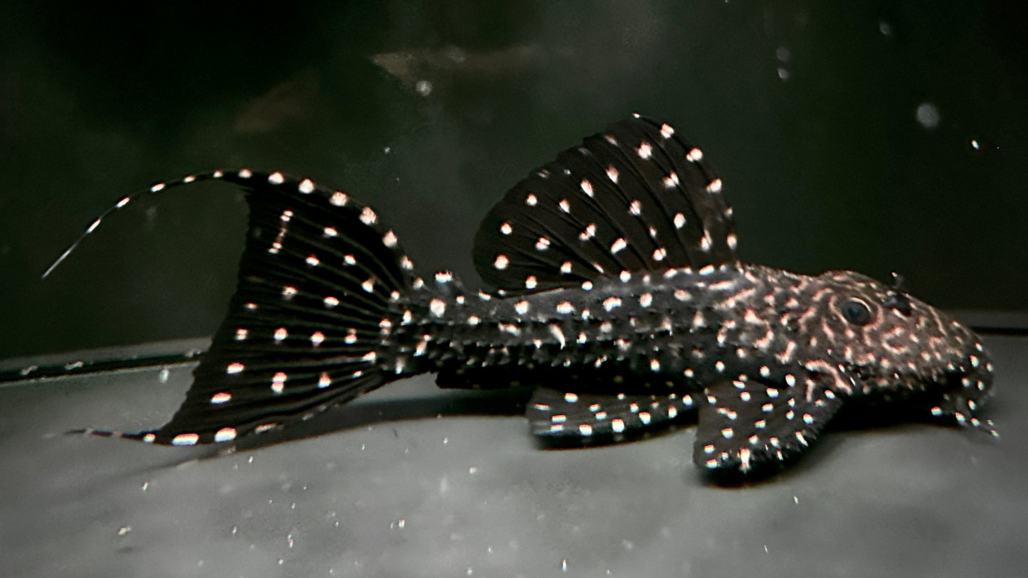 L452 Mustang Pleco 18cm (rare)