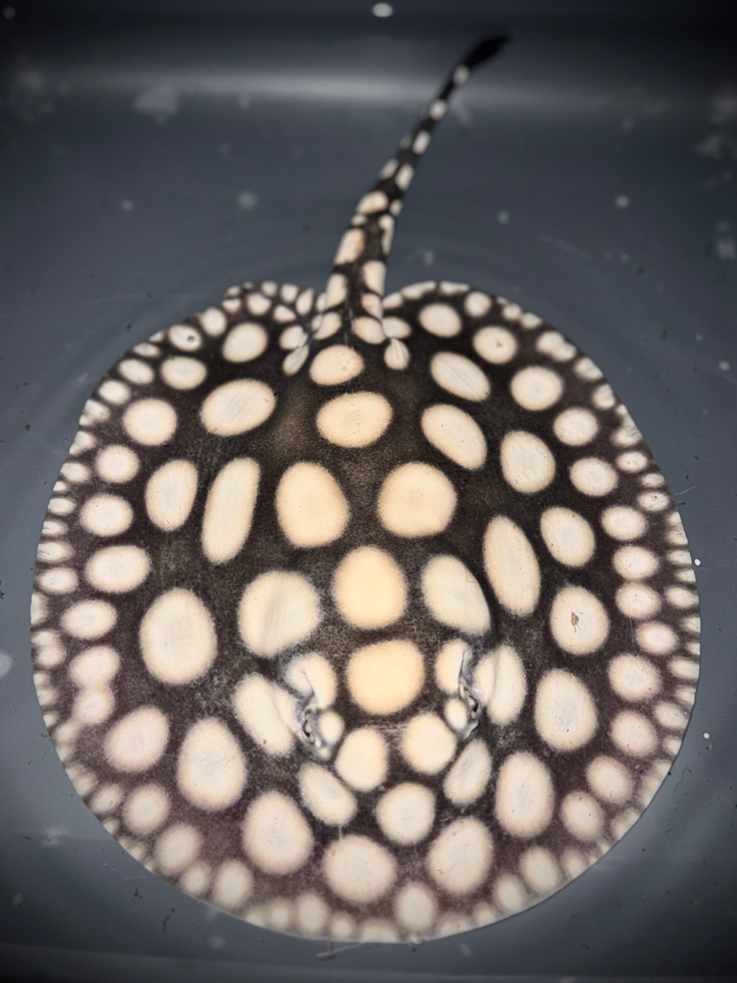 SUPERWHITE BD FEMALE 20CM - POTAMOTRYGON SP.