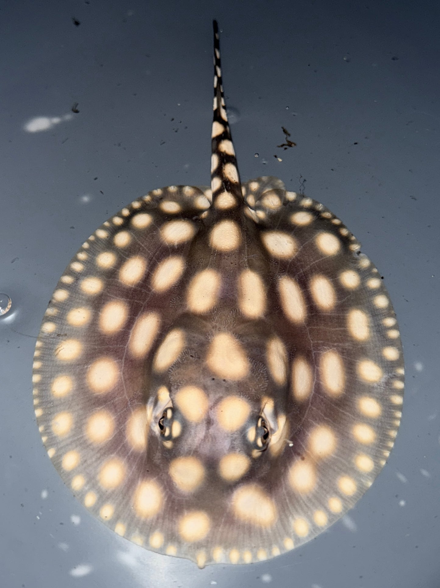 Superwhite (75%) x Blackdiamond (25%) Female 13cm