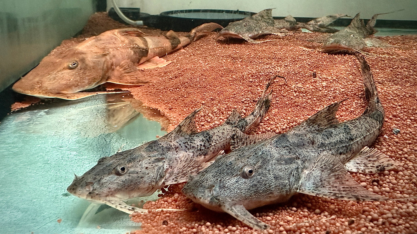 Bagarius Bagarius 25cm