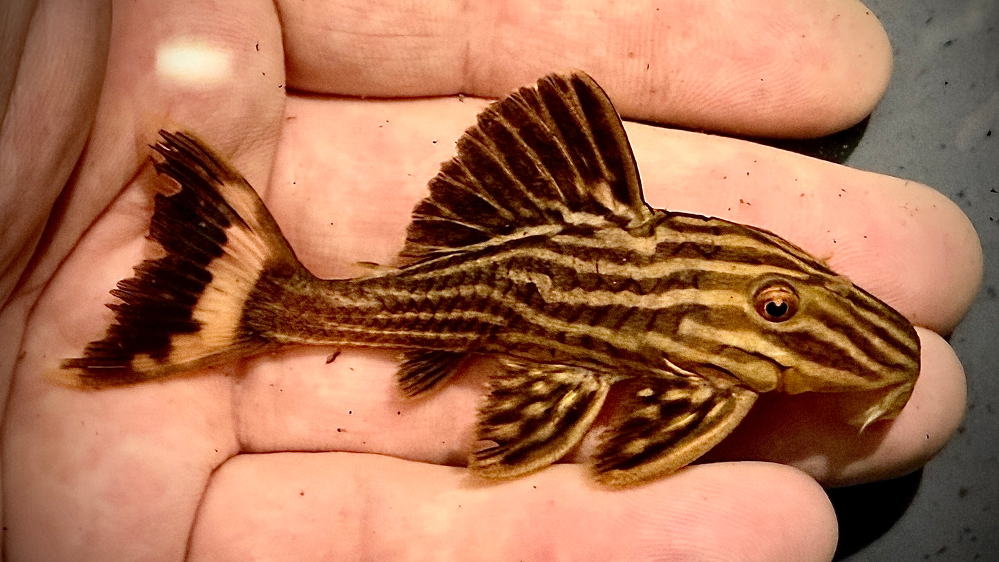 L27 Panaque Ambrusteri 10cm Tapajos River