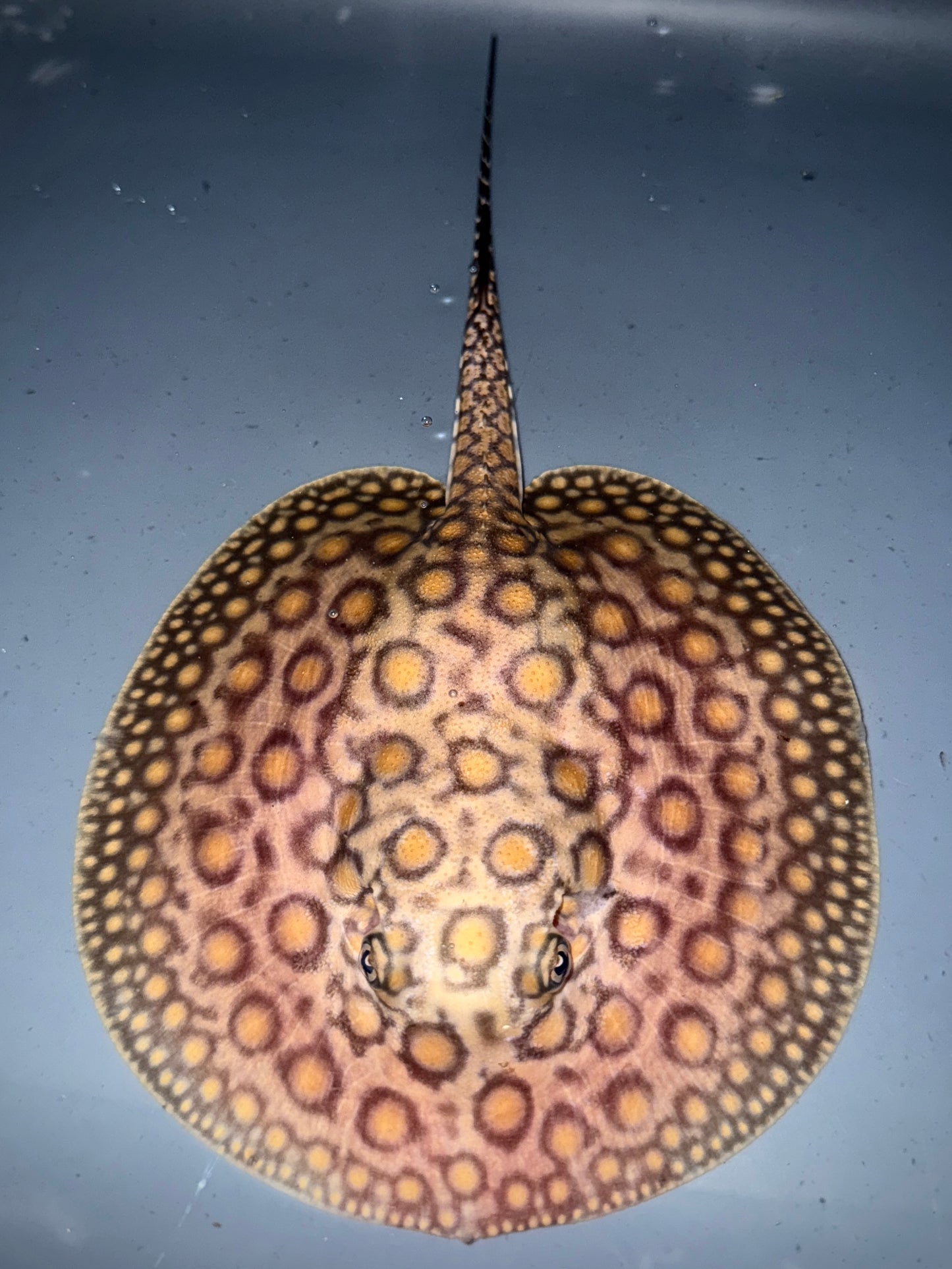 Marbled Motoro male 14cm