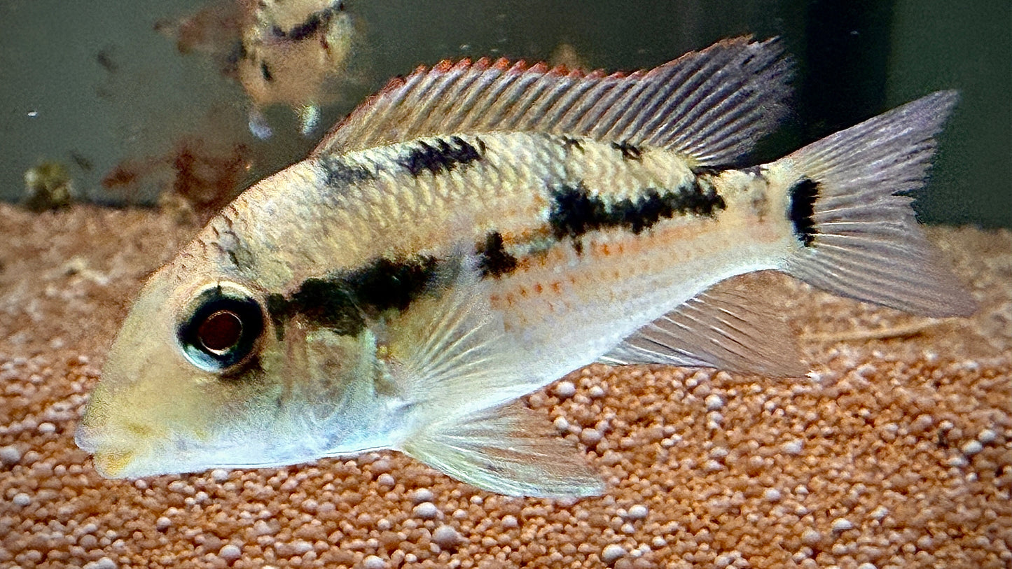 GOLD DUST EARTHEATER 6CM - GEOPHAGUS SP. ALTO SINU