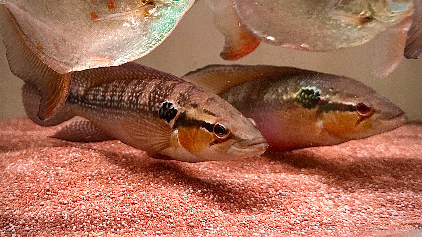Pair of Crenicichla Edithae 23cm (male&female)