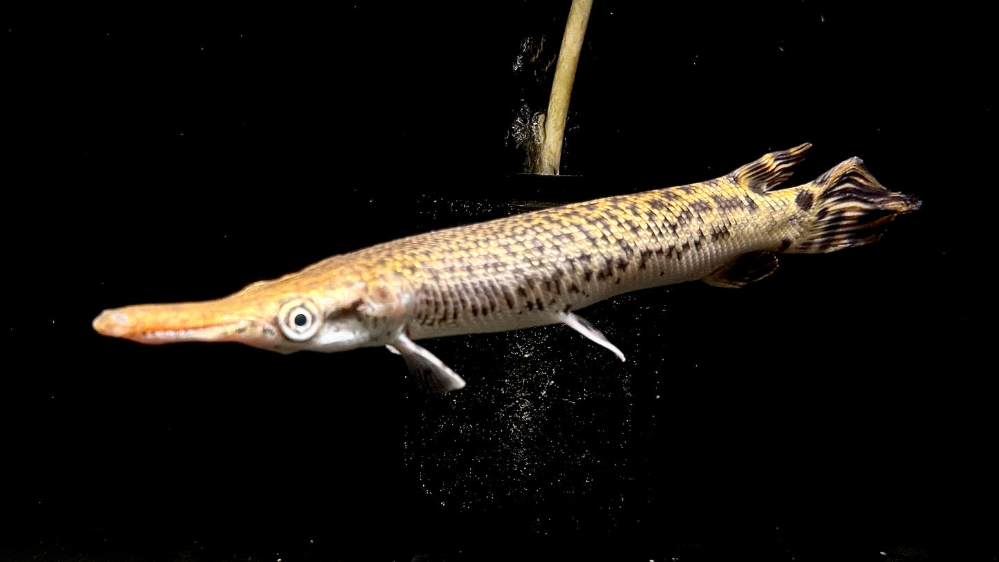 Alligator Gar 25cm