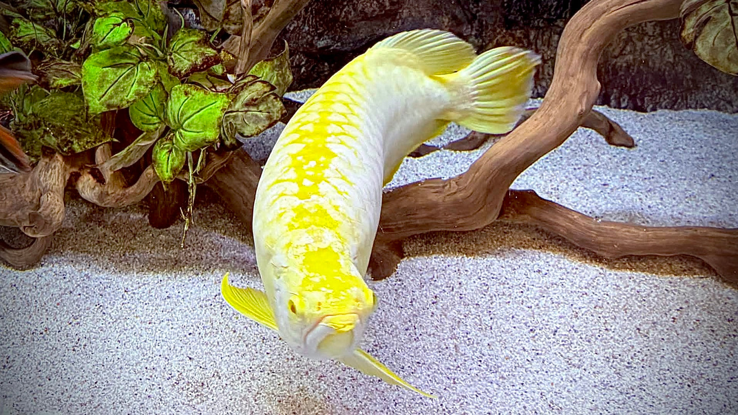 ALBINO CROSSBACK AROWANA 60CM - SCLEROPAGES FORMOSUS