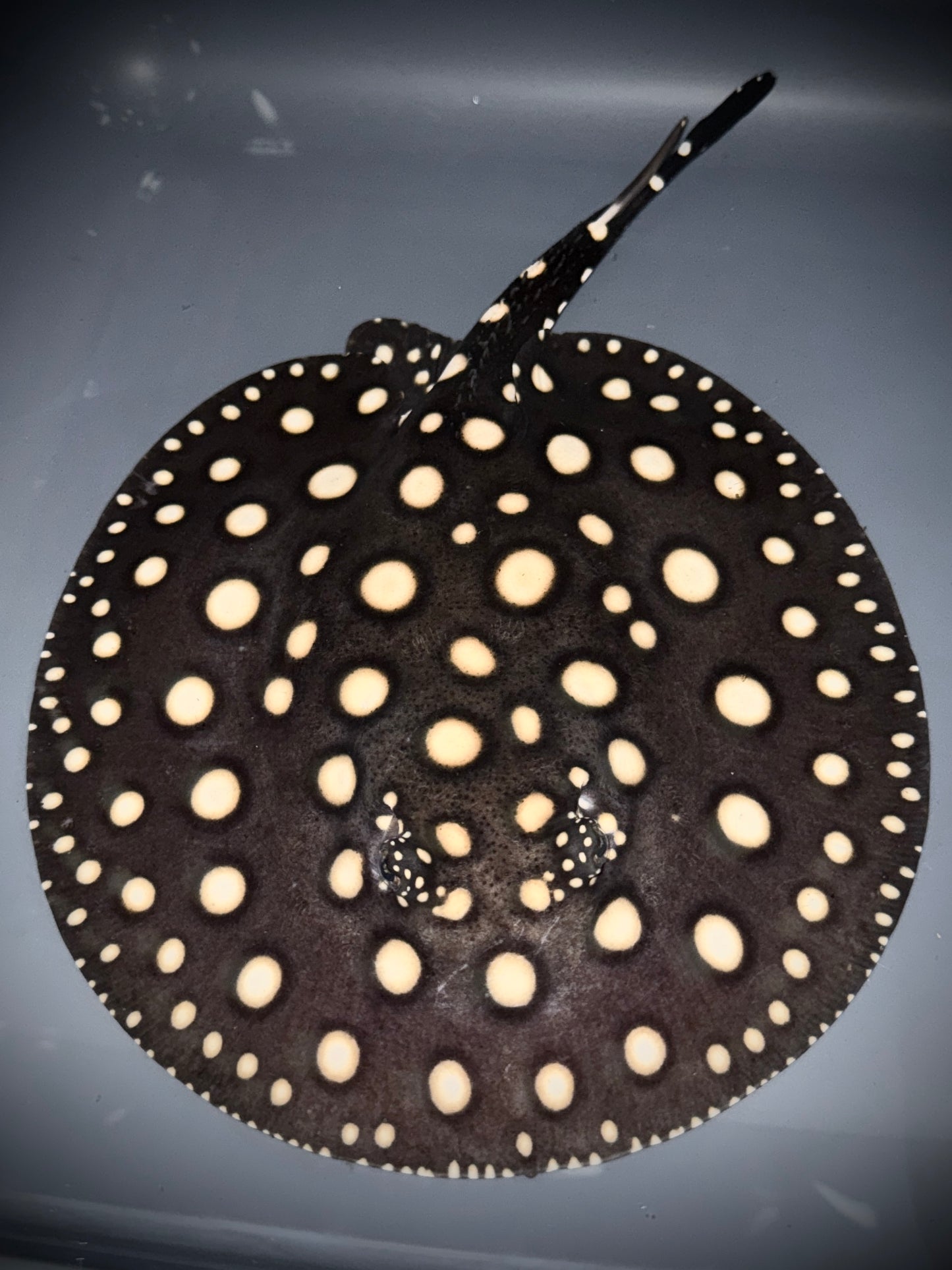 BLACK DIAMOND FEMALE 18CM - POTAMOTRYGON LEOPOLDI (pure wild bloodline guaranteed)