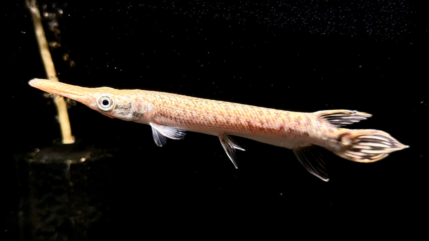 Alligator Gar 20cm