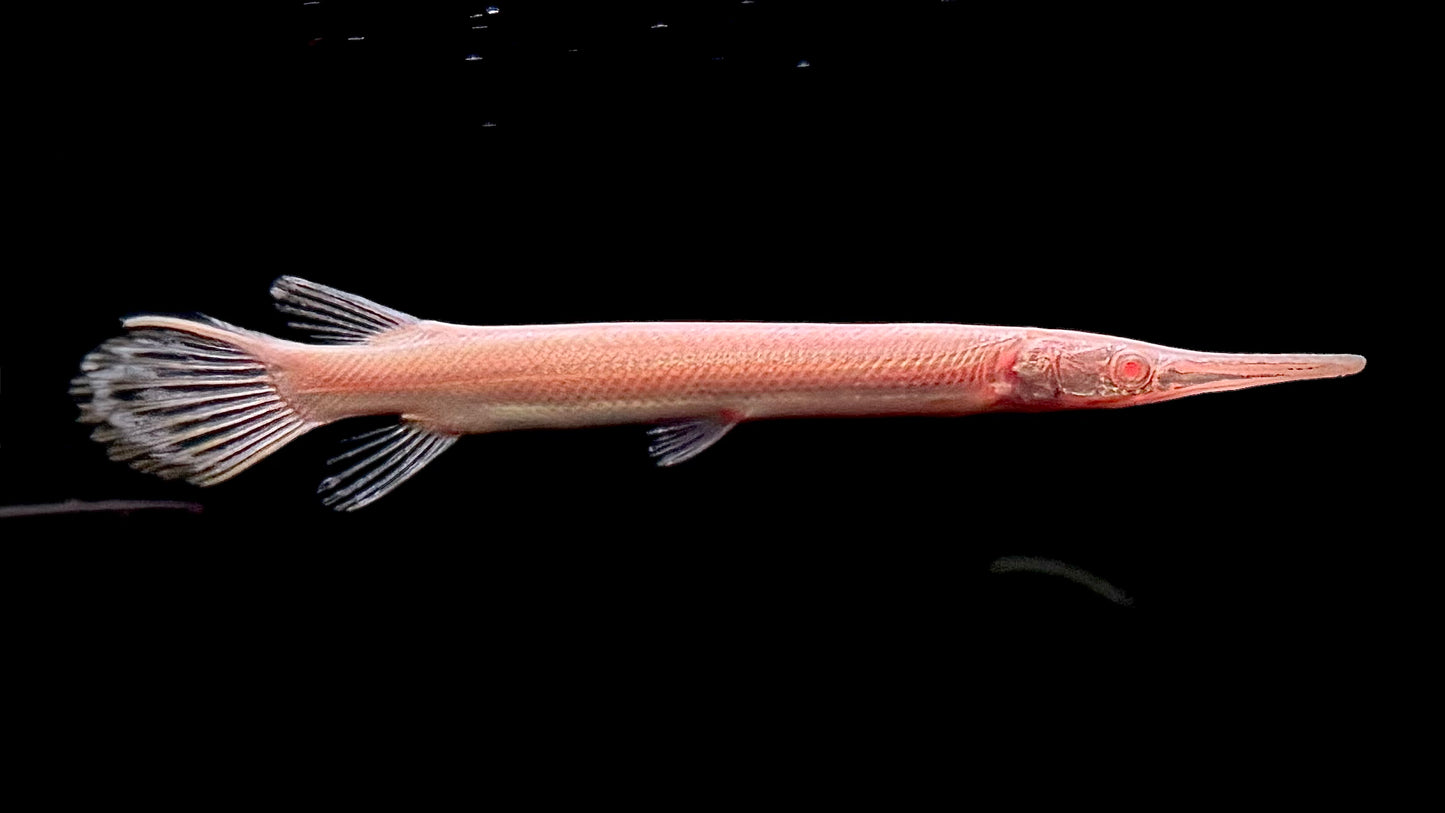 ALBINO FLORIDA GAR 20CM - LEPISOSTEUS PLATYRHINCUS