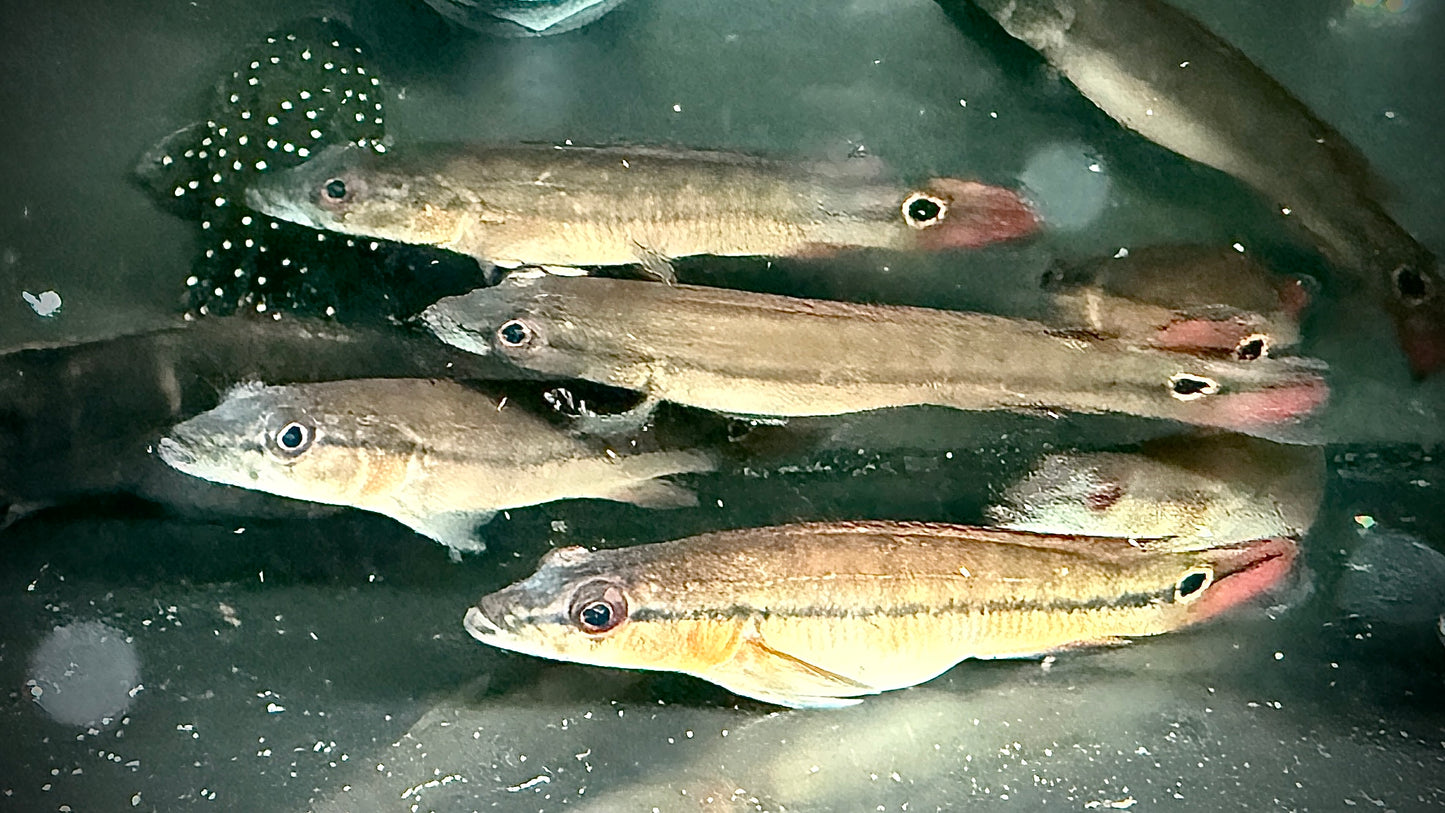 Crenicichla Xingu 1, 20-22 cm (wildcaught)
