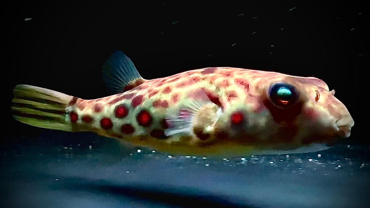 CROSS RIVER PUFFER 14CM - TETRAODON PUSTULATUS