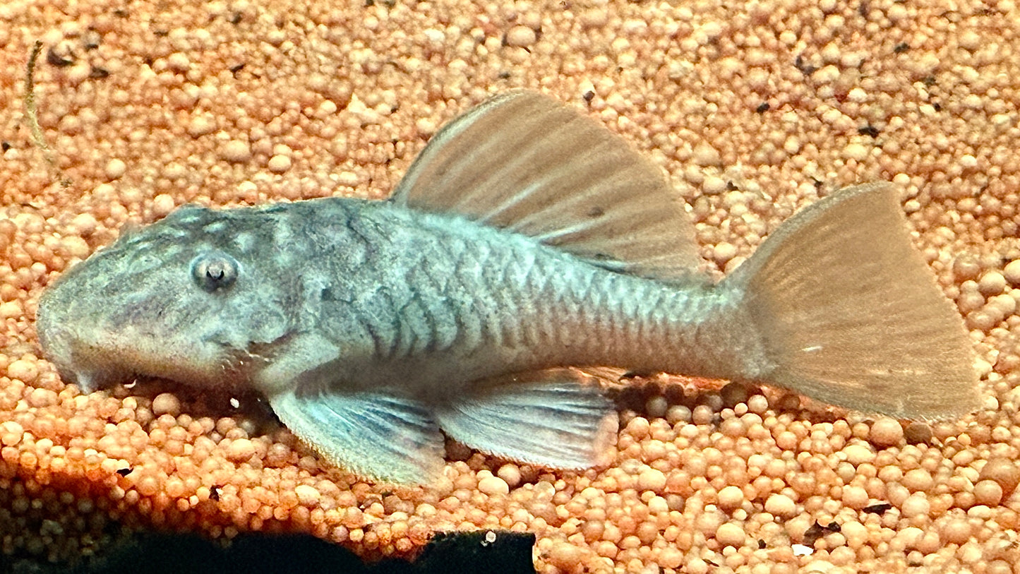 L56 Chubby Rubber Pleco 6 cm