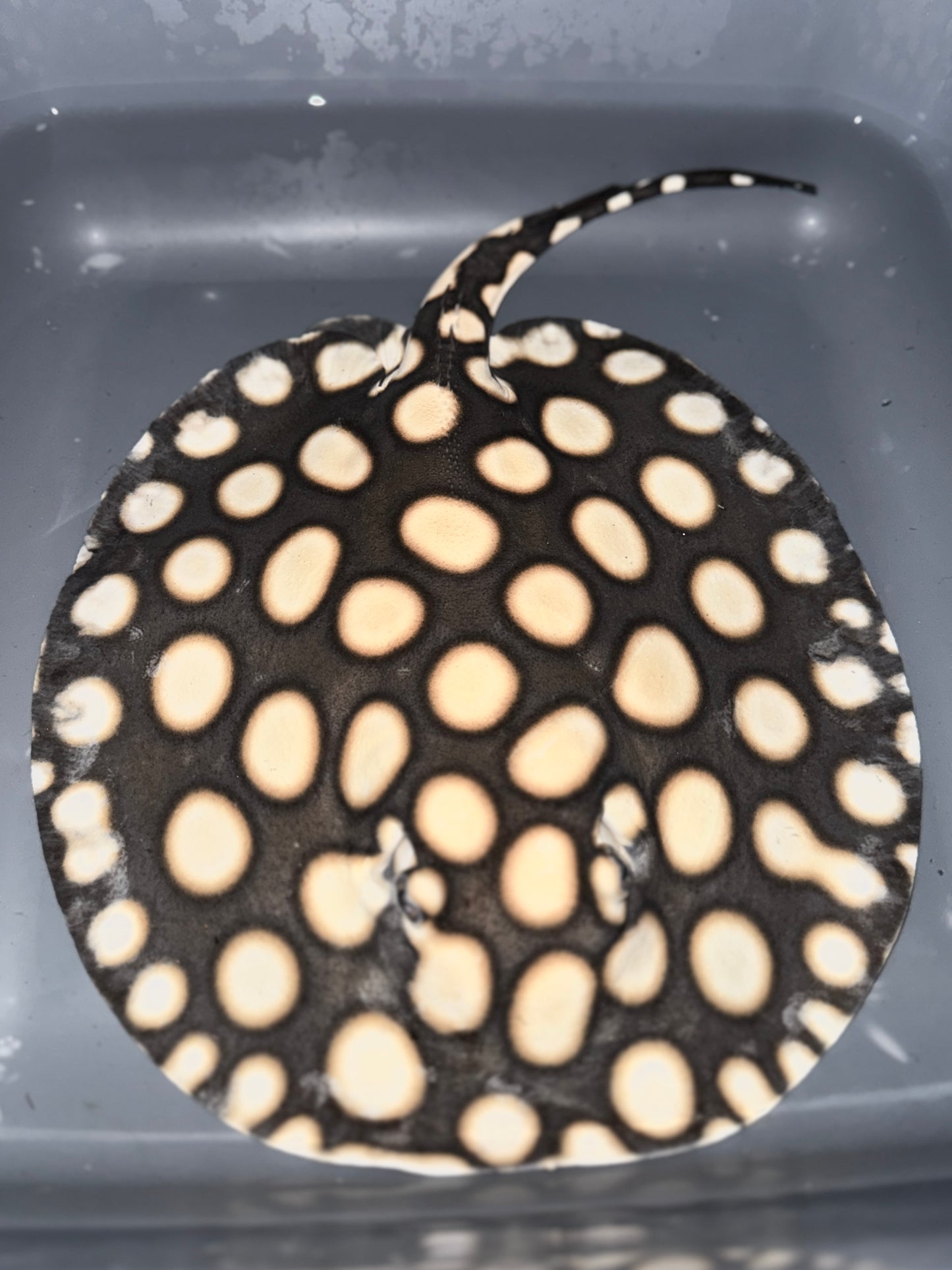 SUPERWHITE BD FEMALE 25CM - POTAMOTRYGON SP.