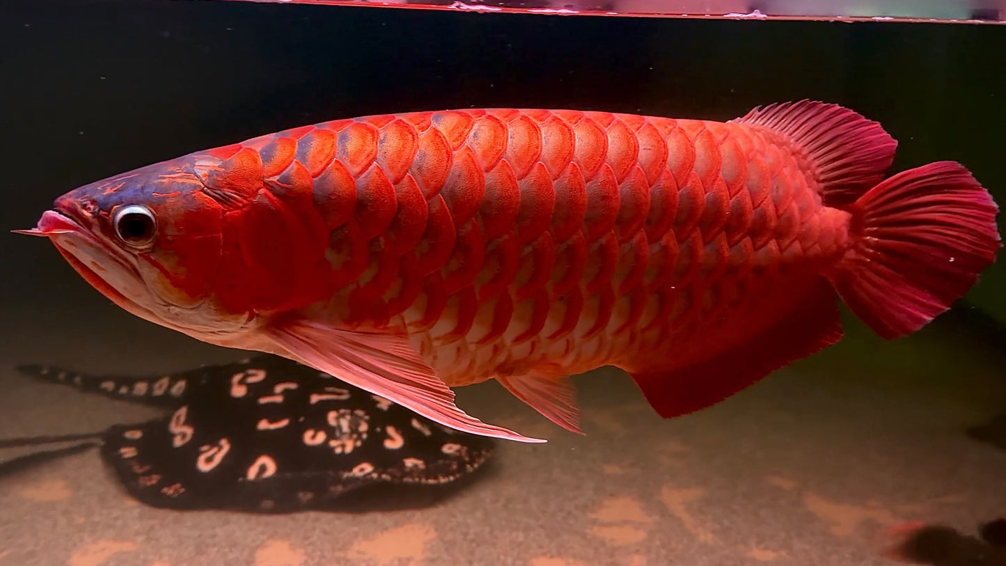 Big Boss Superred Arowana 70cm