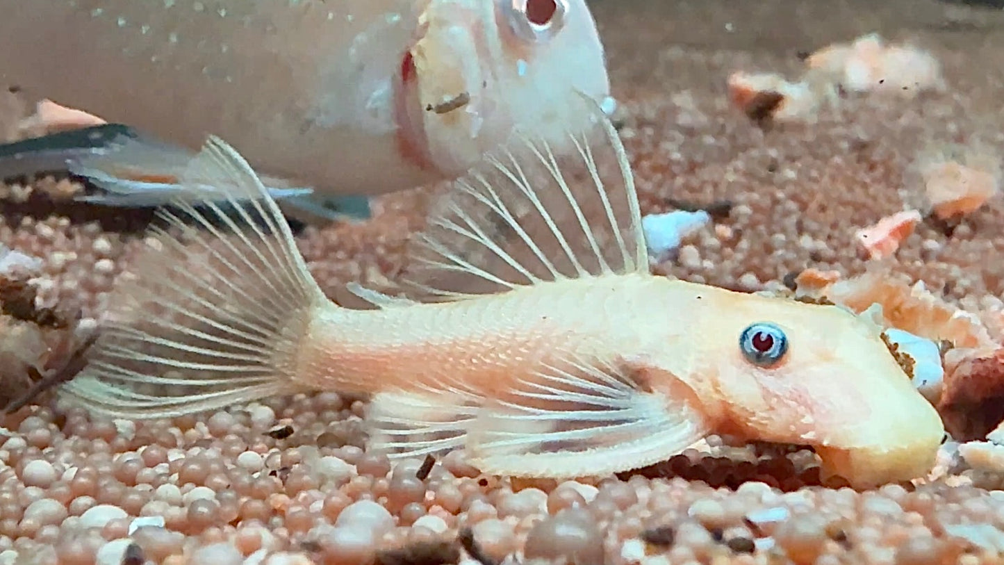 10pcs L144 Lemon Blue Eyed Ancistrus 3-4cm (tank cleaners)