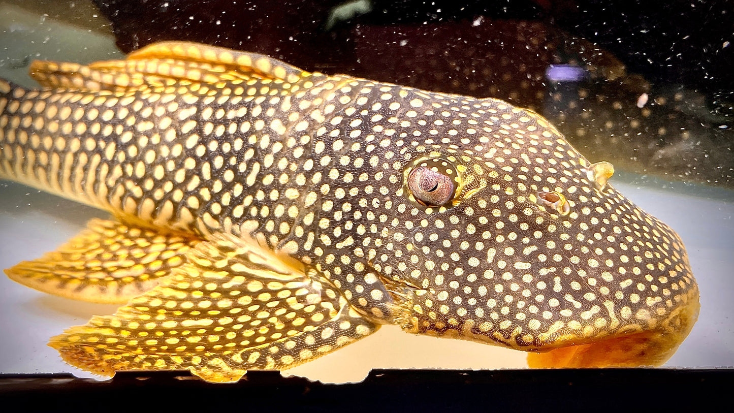 L14 Sunshine Pleco 6cm