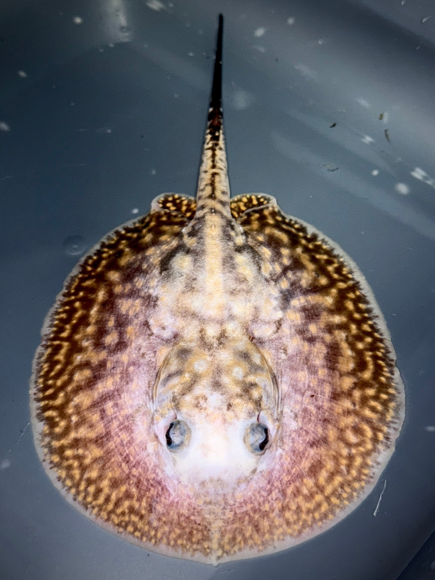 Piebald Hybrid Female 14cm