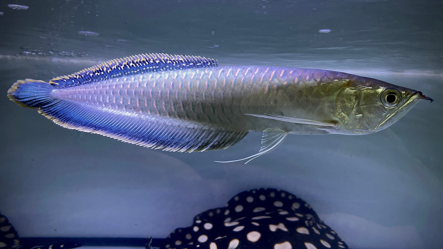 Black Arowana 8cm (photo is of a bigger fish)