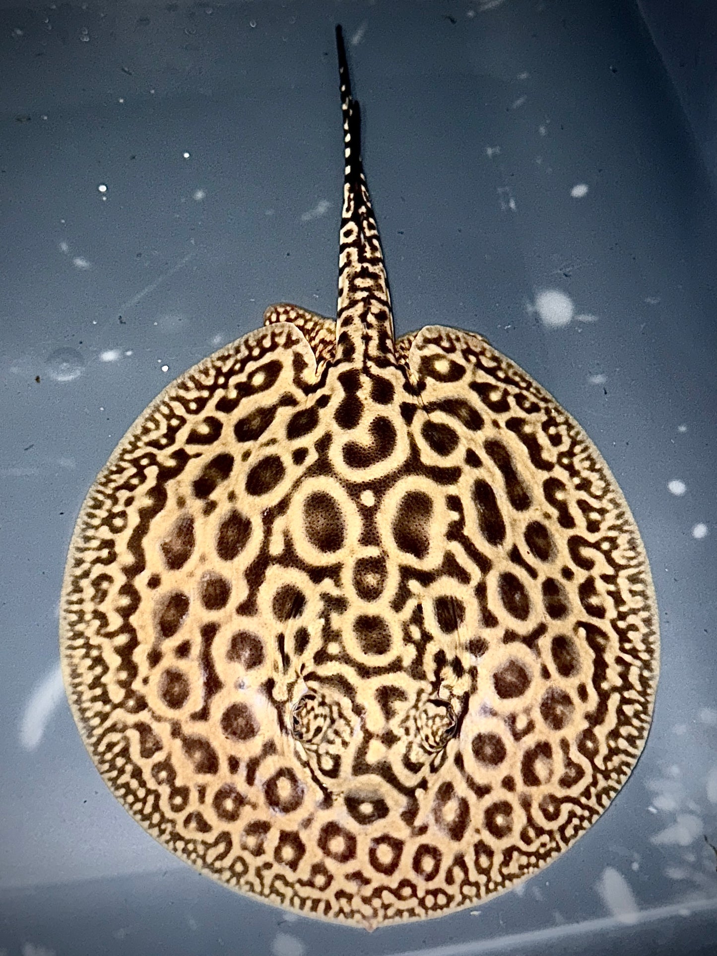 BLOND PEARL MALE 13CM - POTAMOTRYGON JABUTI (very light base)