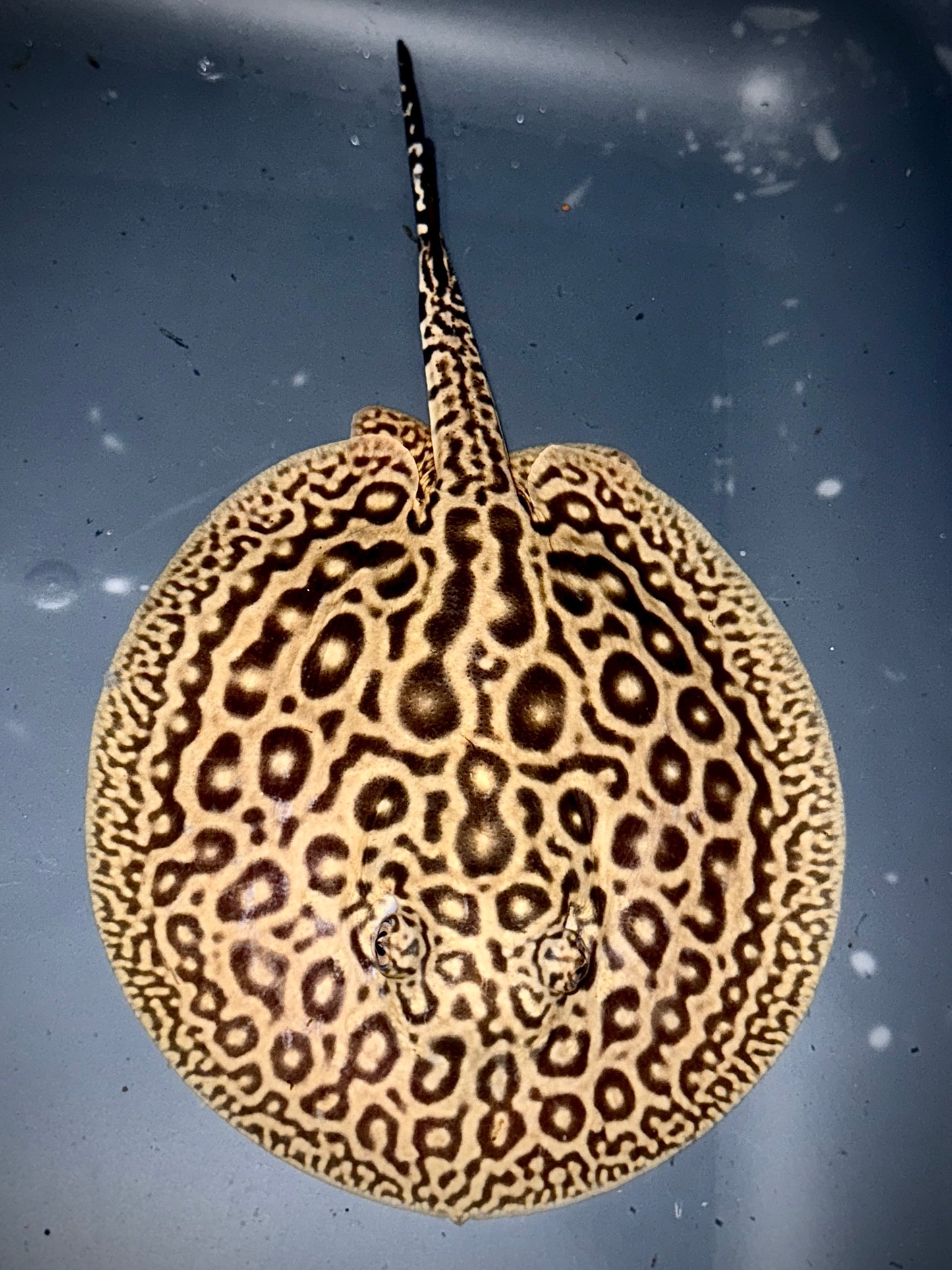 BLOND PEARL MALE 13CM - POTAMOTRYGON JABUTI (very light base)