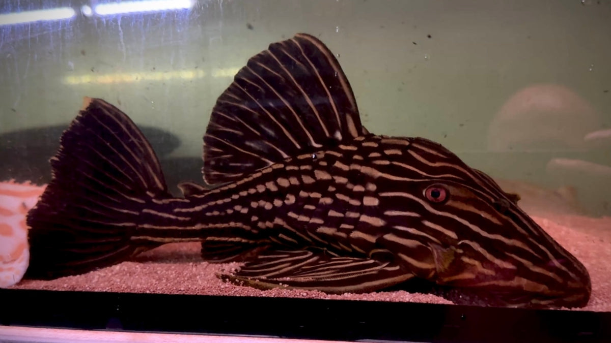 L27D TAPAJOS ROYAL PLECO 30CM - PANAQUE ARMBRUSTERI (very black)