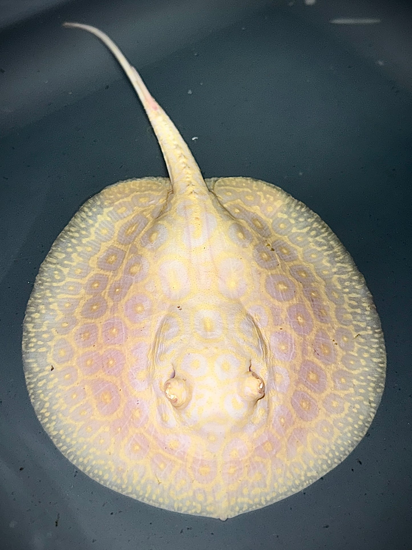 ALBINO GOLDENBASE PEARL MALE 16CM - POTAMOTRYGON JABUTI (amazing pattern)