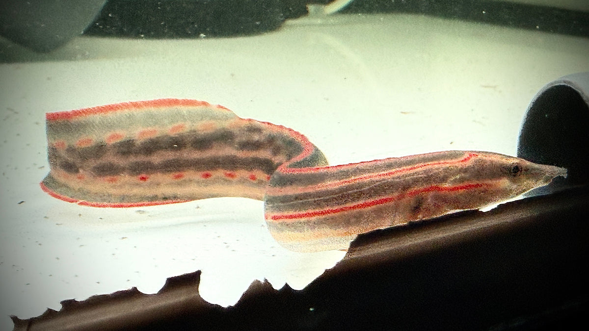FIRE EEL 20CM - MASTACEMBELUS ERYTHROTAENIA